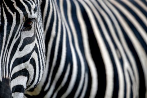  Why the Zebra Has Stripes! -  A Tale Unveiling the Mystery of Nature Through Folklore